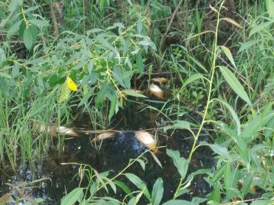 Туристы сообщают о массовой гибели рыбы в реке Пра Рязанской области